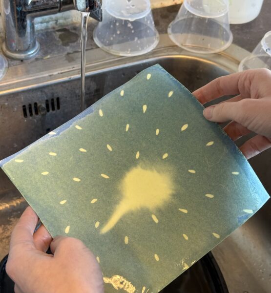 Cyanotype image00006